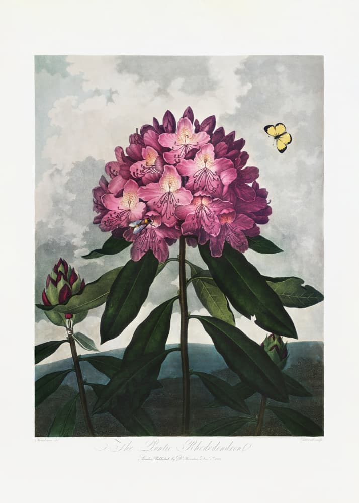 The Pontic Rhododendron from The Temple of Flora (1807) by Robert John Thornton — canvas wall art