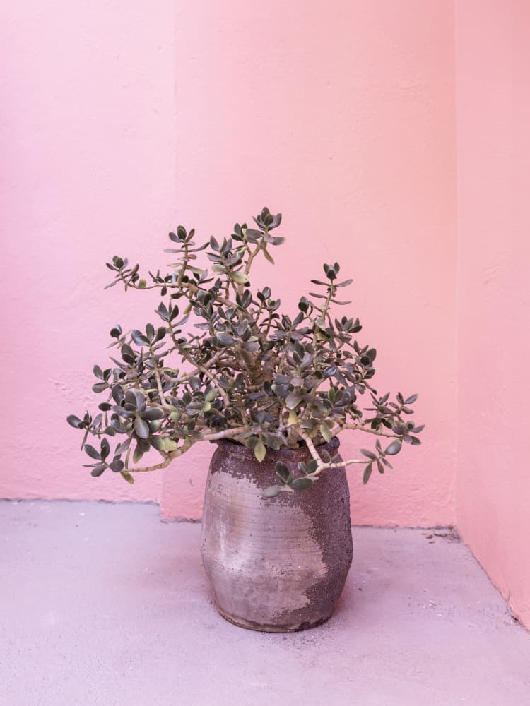 Spanish Rustic Succulent by Kathrin Pienaar — canvas wall art