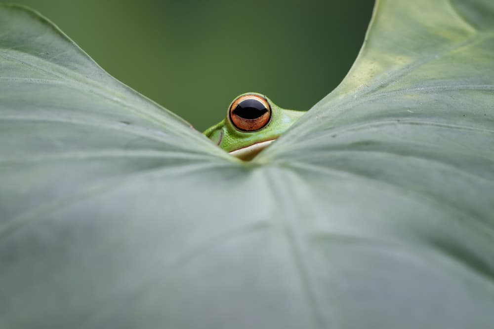 Peeking Green Tree Frog by Kurit Afsheen — canvas wall art