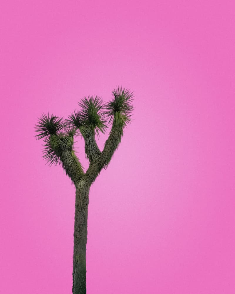 Joshua Tree with Pink Sky by Tom Windeknecht — canvas wall art