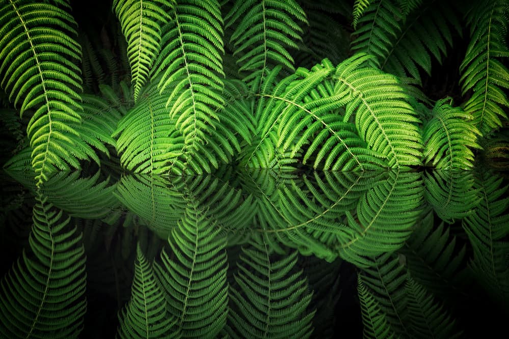 Green Fern Reflection by Takeshi Mitamura — canvas wall art
