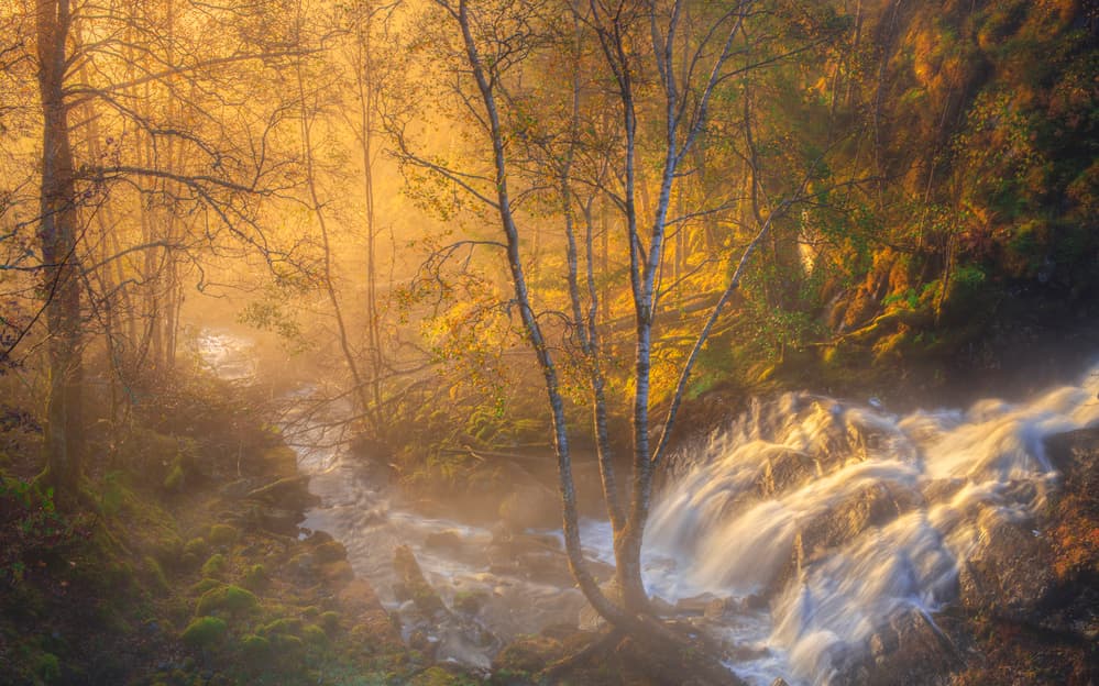 Golden Forest Stream by Rune Askeland — canvas wall art