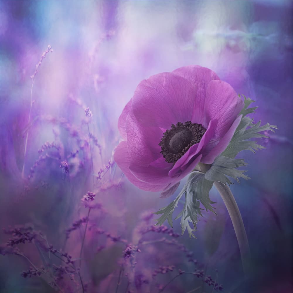 Ecstasy by Natalia Simongulashvili   ( NATALIORION ) — canvas wall art