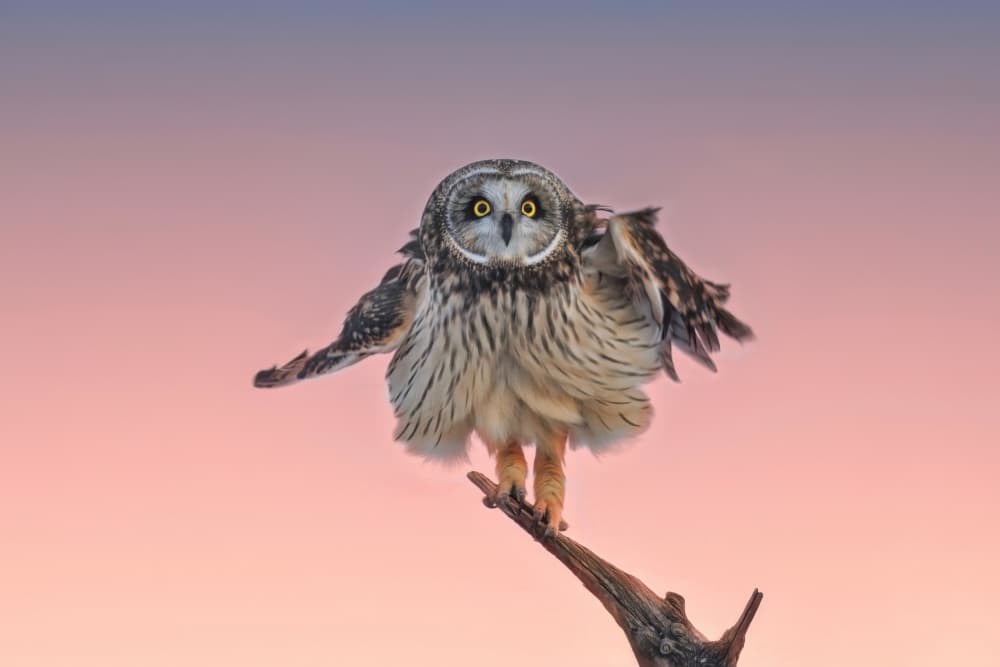 Twilight Owl Perch by Gavin Lam — canvas wall art
