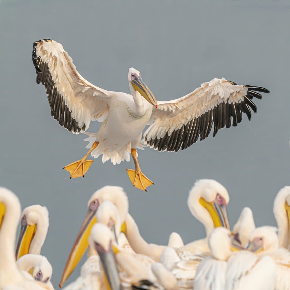 Graceful Pelican Landing by Boris Lichtman — canvas wall art