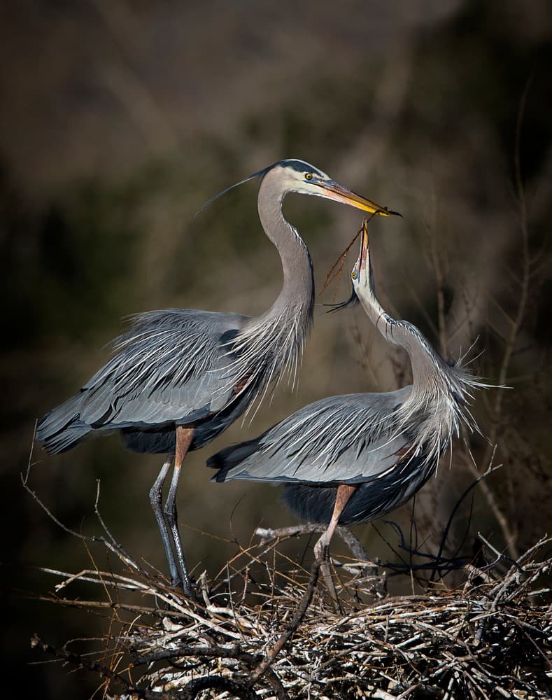 Great Blue Herons Nesting by verdon — canvas wall art