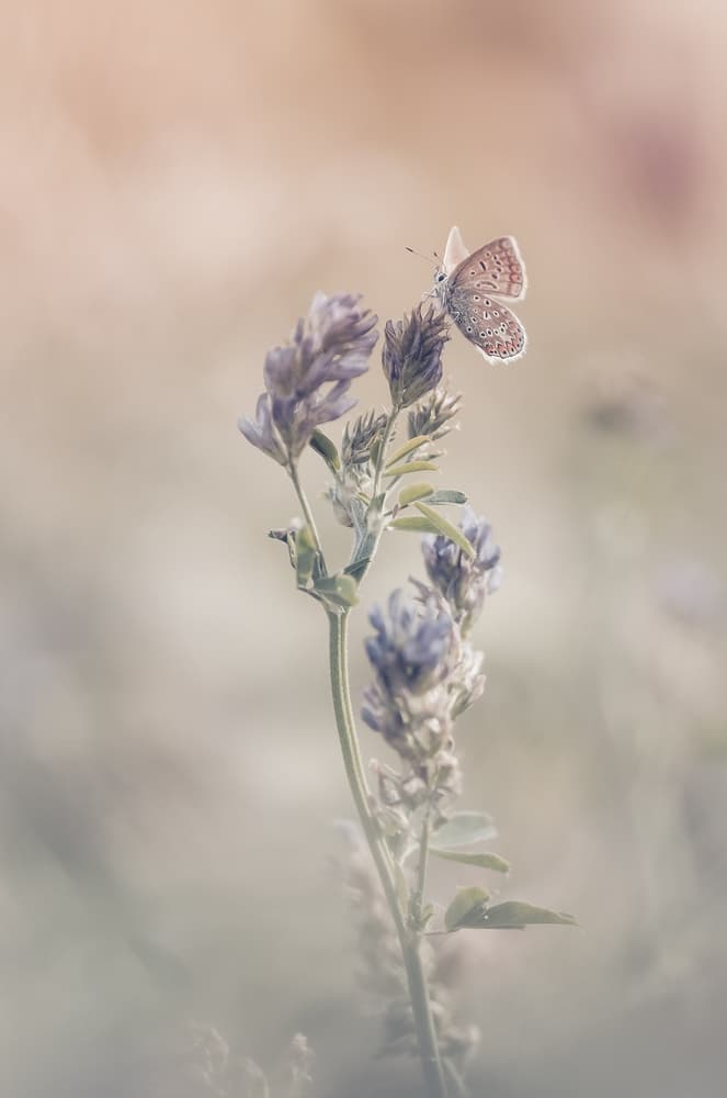 Delicate Butterfly Bloom by Sam Bastien — canvas wall art