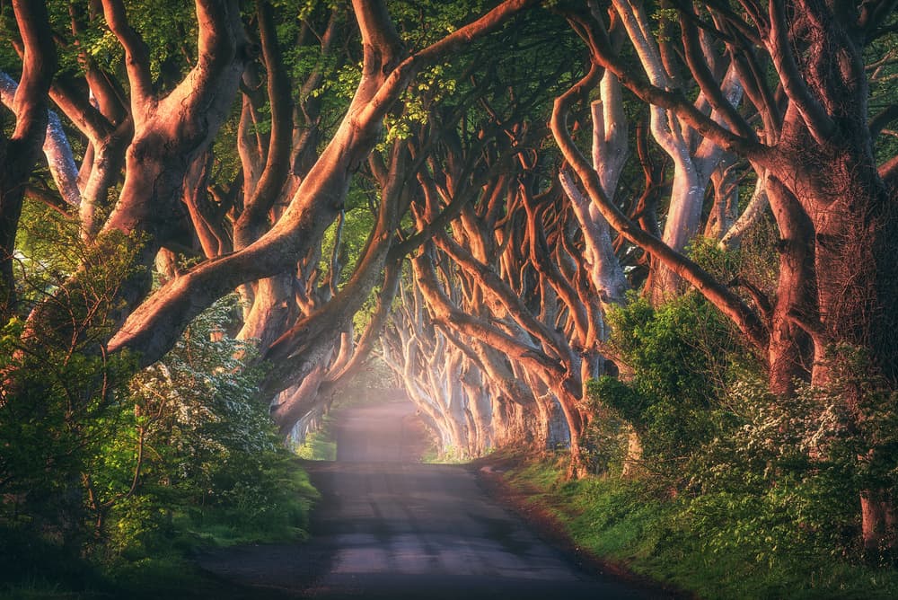 Enchanting Tree Tunnel by Daniel Gastager — canvas wall art
