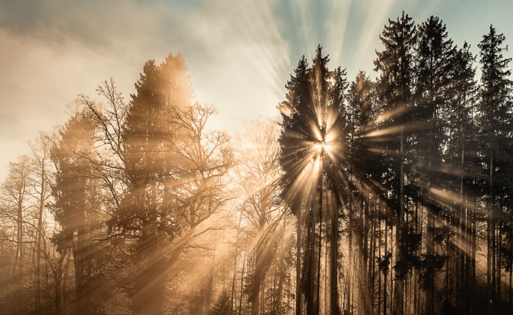 Golden Forest Sunrays by Ulrike Eisenmann — canvas wall art