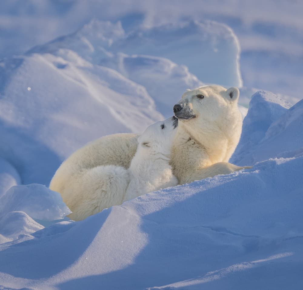 Arctic Mother And Cub by Liwen Tao — canvas wall art