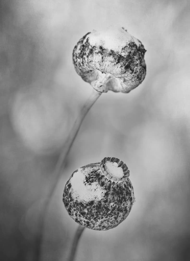 Textured Poppy Pods Monochrome by Lotte Grønkjær — canvas wall art