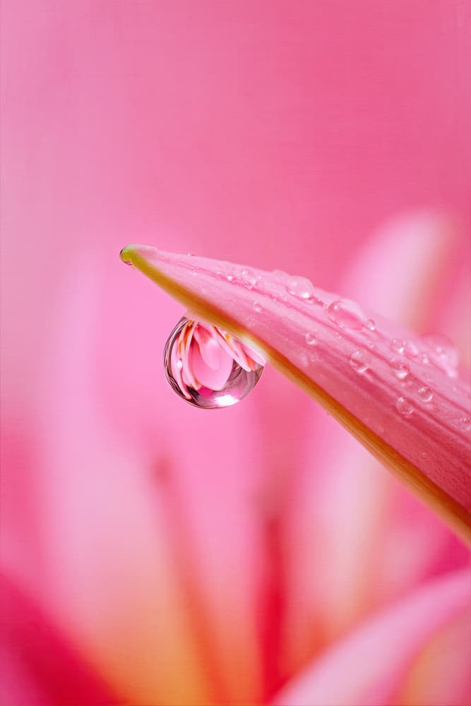 Pink Flower Water Drop by Treechild — canvas wall art