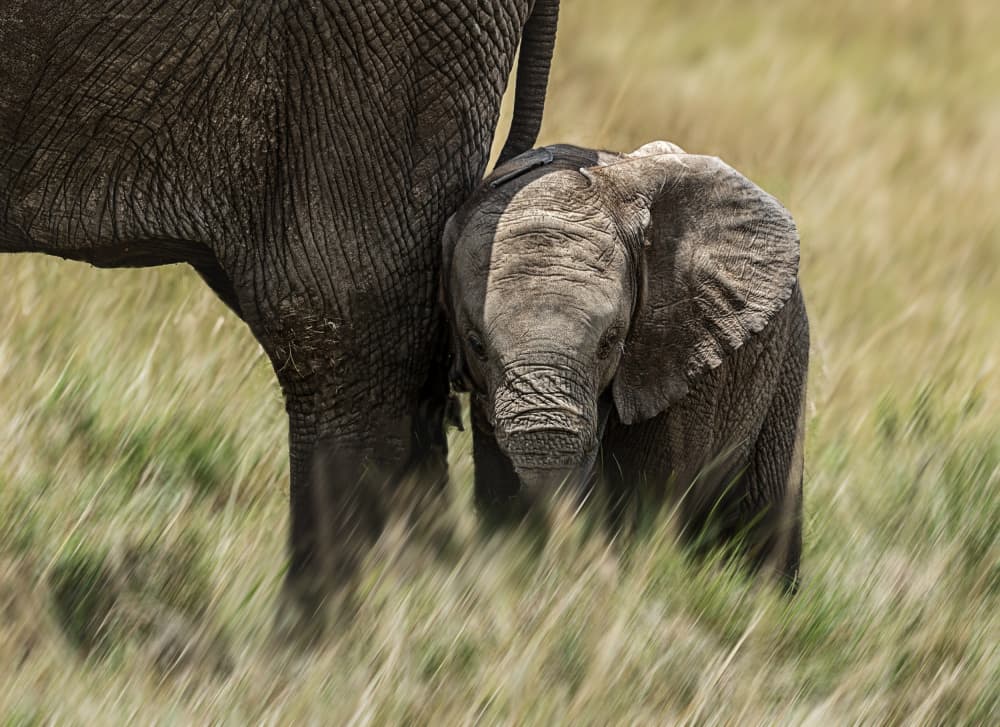 Tender Elephant Calf by Anita Singh — canvas wall art