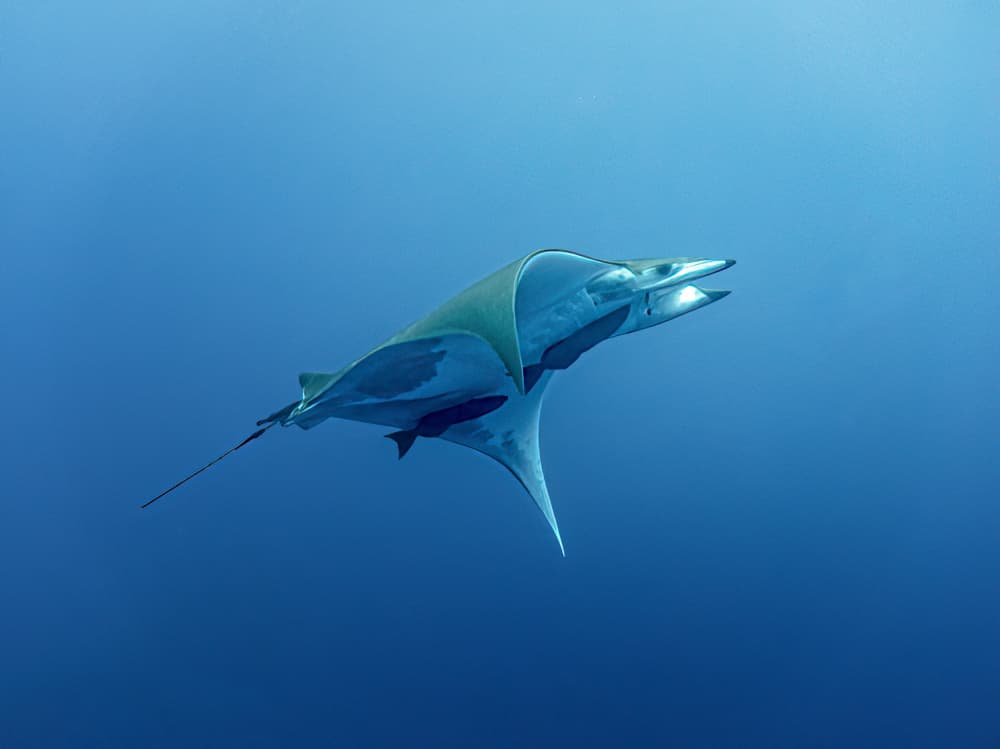 Manta Ray Gliding by Fernando Abreu — canvas wall art