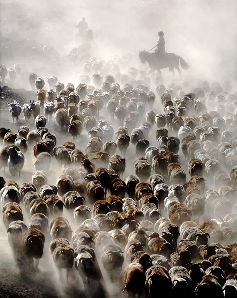 Dusty Sheep Herding by Adam Wong — canvas wall art