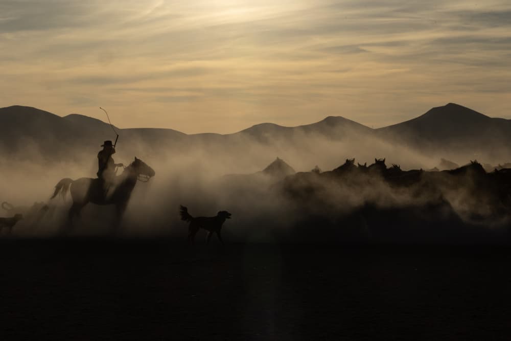 Dusty Horse Herd Sunset by Ella Waldman — canvas wall art
