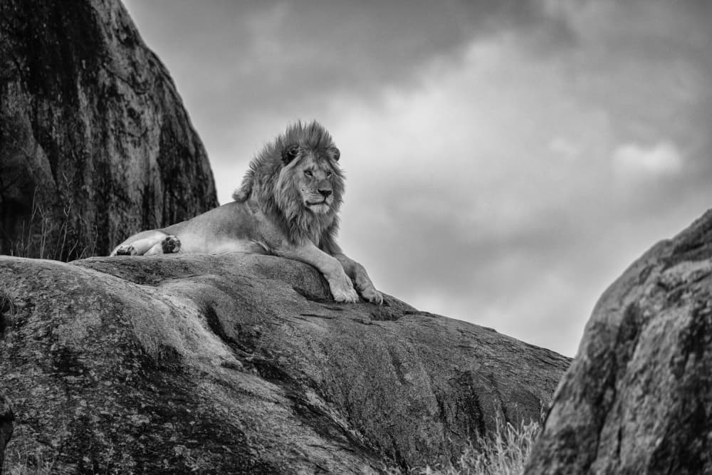 Majestic Lion on Rock by Ali Khataw — canvas wall art