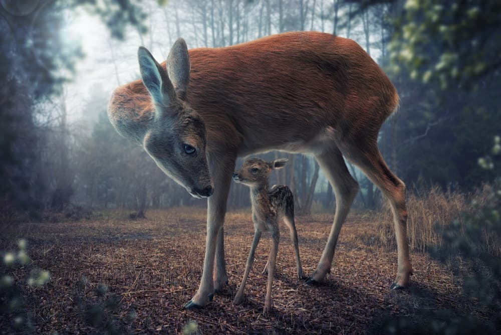 Mother Deer and Fawn