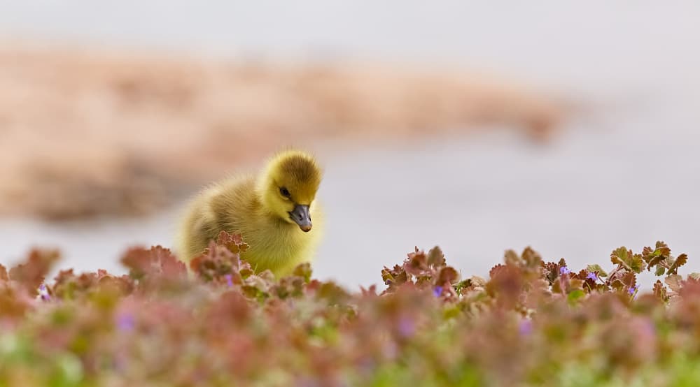 Young Gosling in Spring by Stuart Williams — canvas wall art