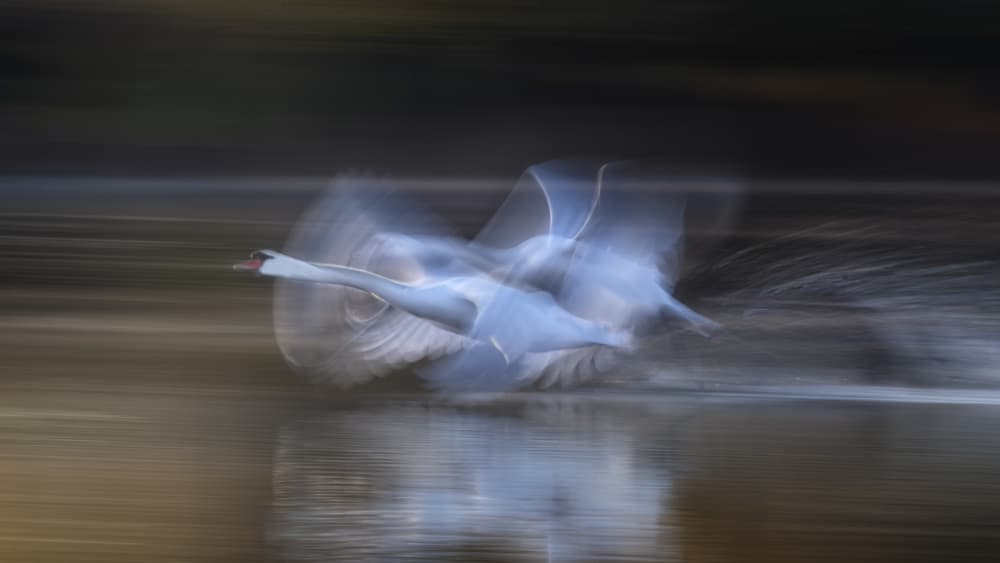 Elegant Swan in Motion by Joan Zhang — canvas wall art