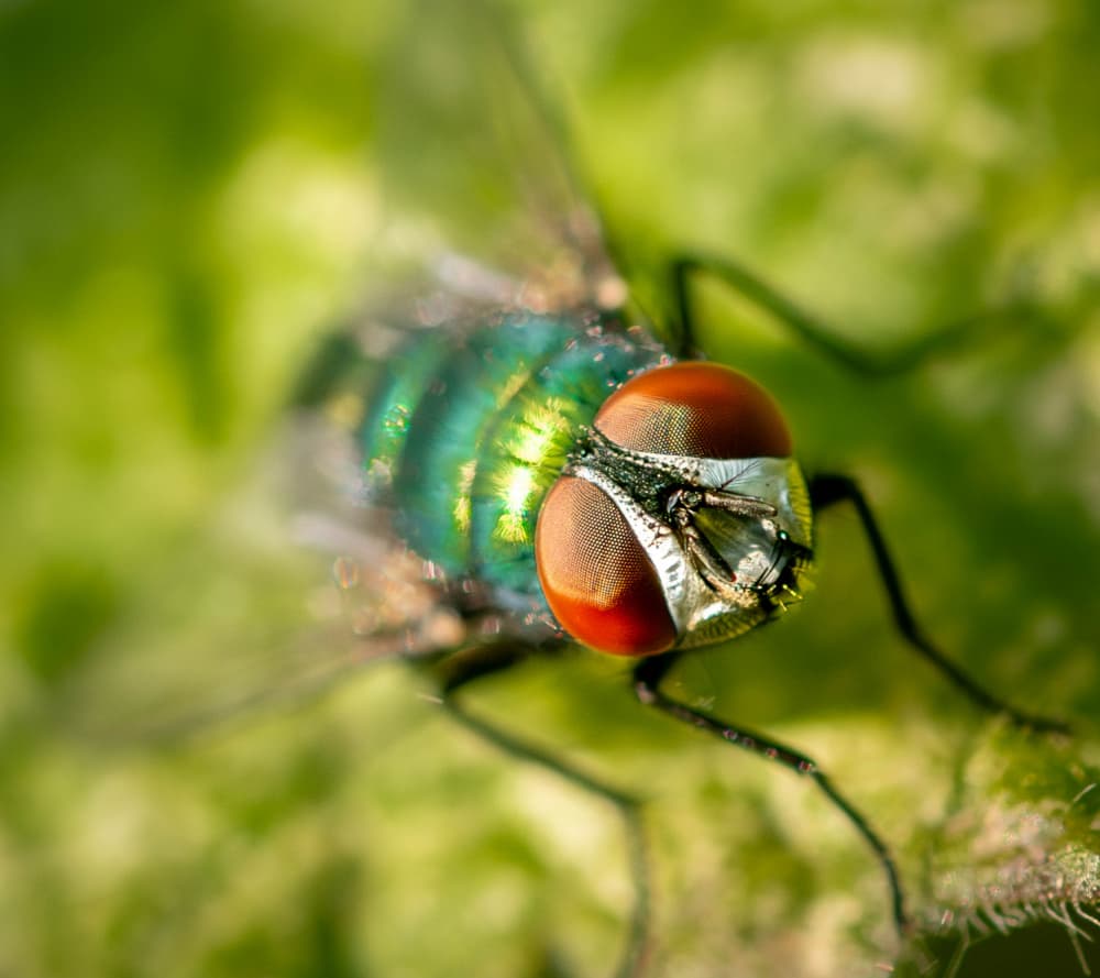 Iridescent Green Fly by Danny Mendoza — canvas wall art