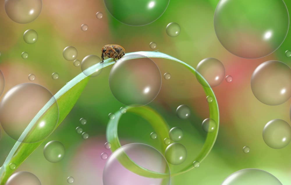 Dreamy Bug Bubble World by Thierry Dufour — canvas wall art
