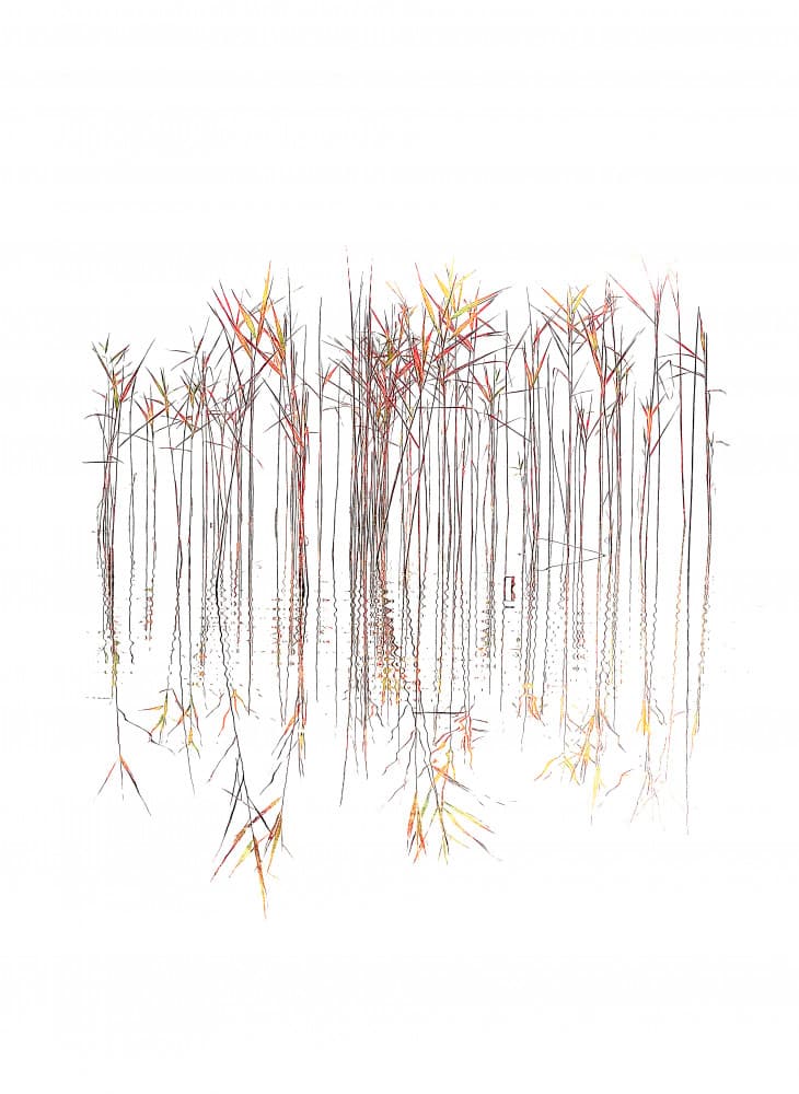 Calm Reed Reflections by Ulrike Eisenmann — canvas wall art