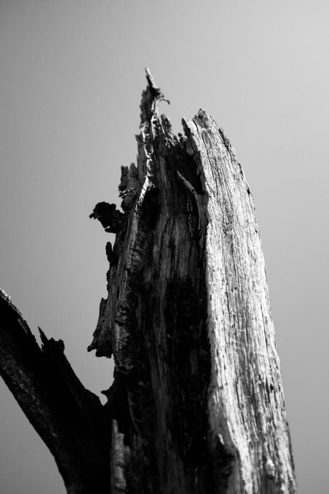 Stark Weathered Wood by Lewis Perry — canvas wall art