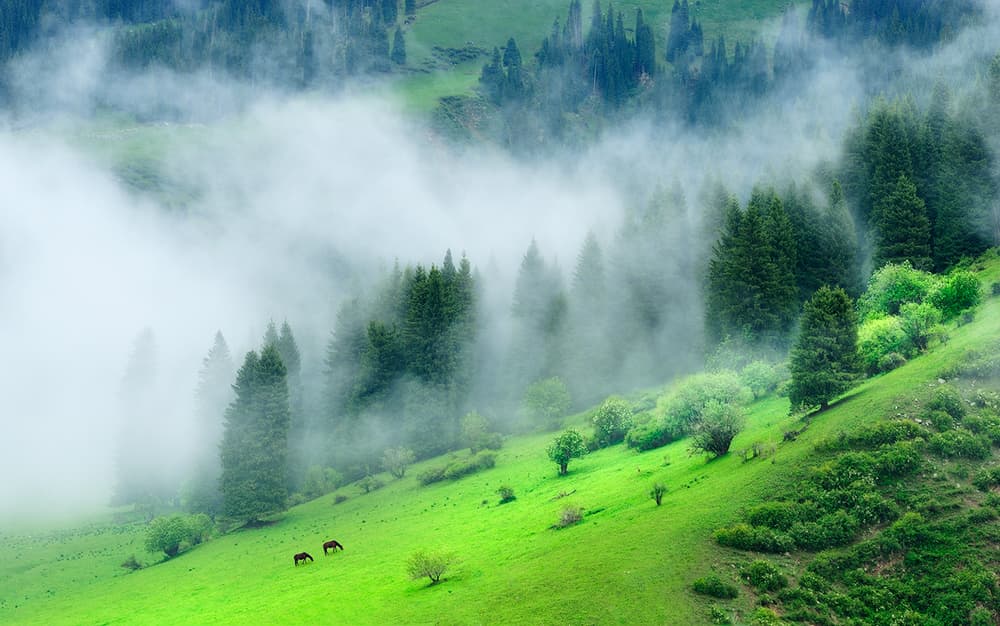 Misty Green Mountain Forest by Mei Xu — canvas wall art