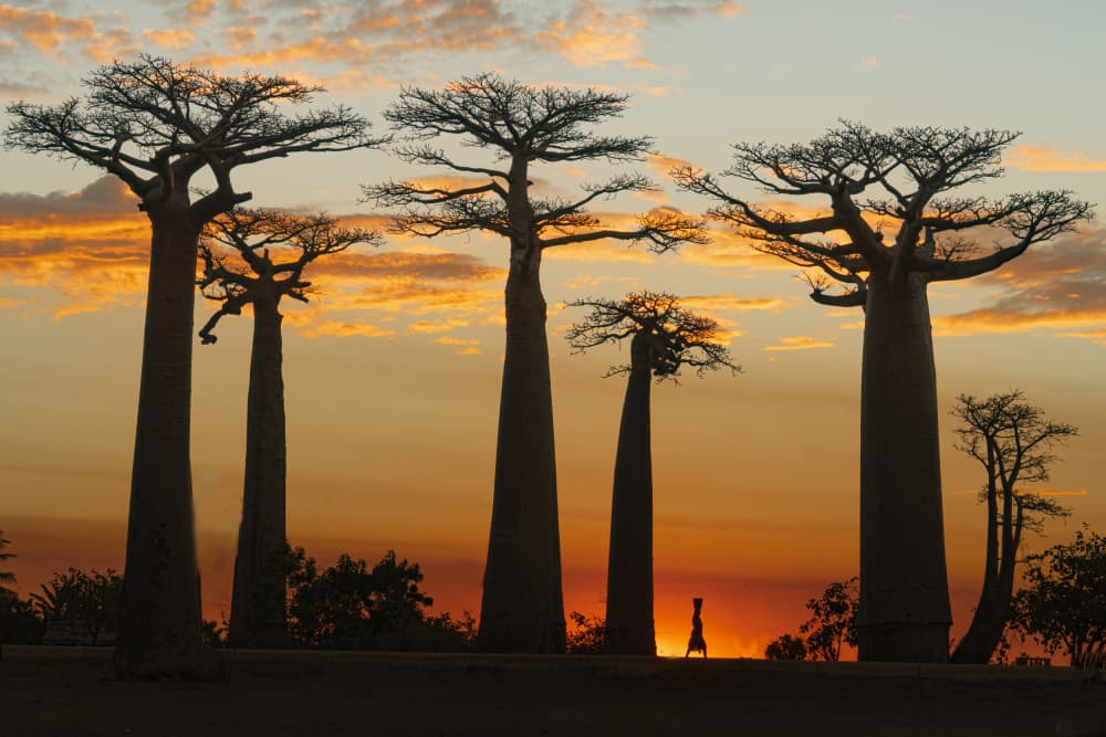 Baobab Trees Sunset Silhouette by Mei Shi — canvas wall art