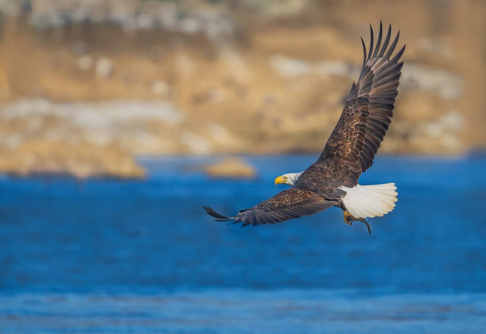 Bald Eagle Catches Fish by Xiaobing Tian — canvas wall art