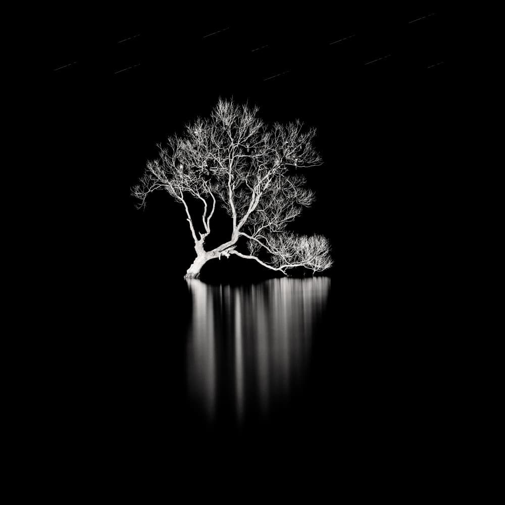 Solitary Tree Reflection by Steven Fudge — canvas wall art