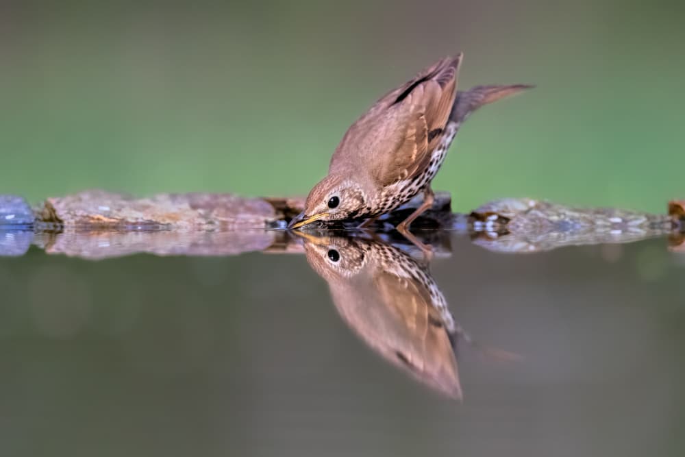 Song Thrush Reflection by Jun Zuo — canvas wall art