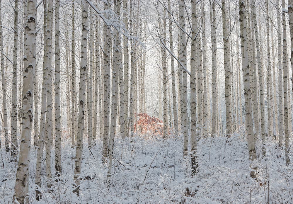 Winter Birch Serenity by HAN dong hee — canvas wall art