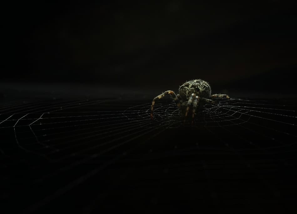 Mysterious Spider Web by Peep Loorits — canvas wall art