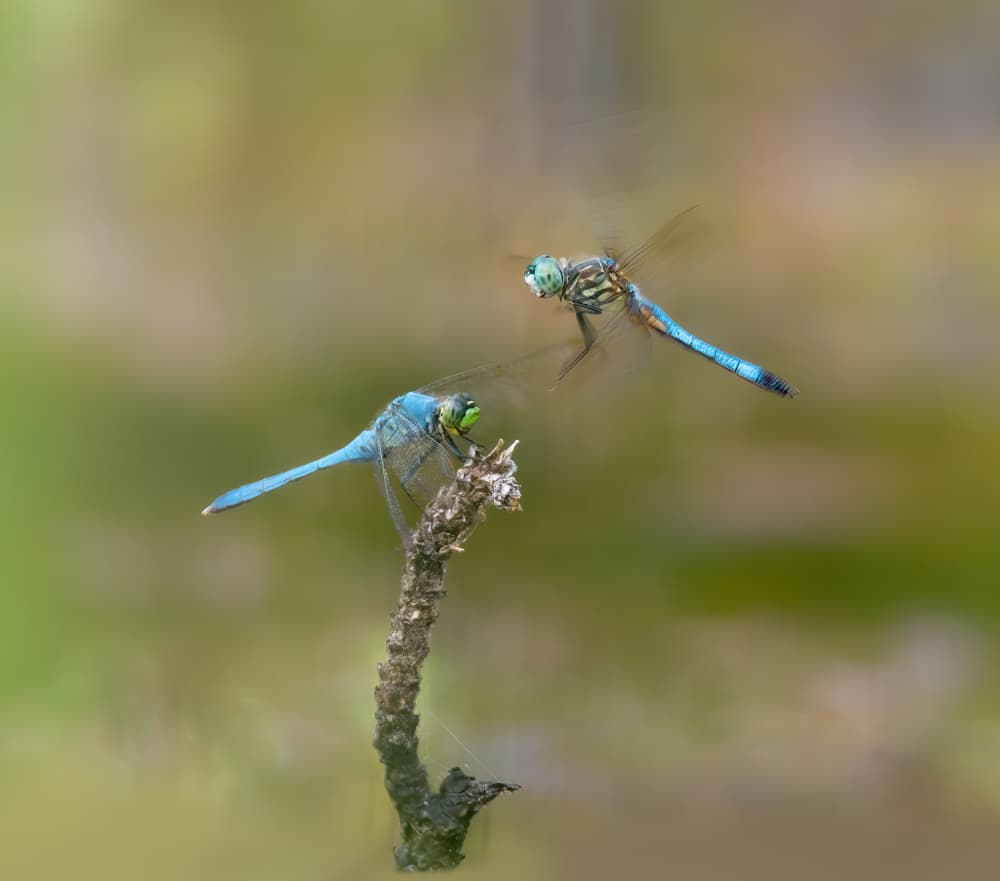 Two Blue Dragonflies Meeting by Rong Wei — canvas wall art