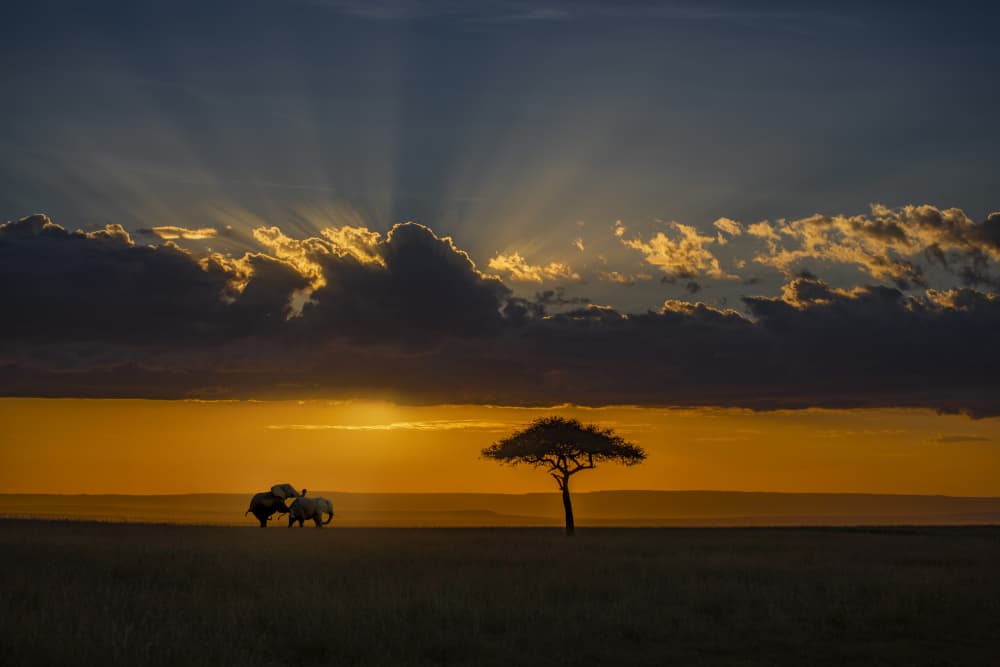 Golden Sunset Elephants by Yun Thwaits — canvas wall art
