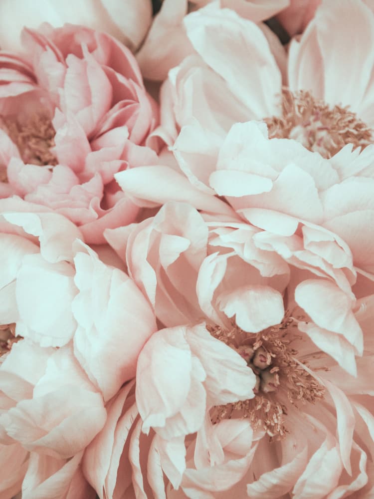 Blush Pink Peonies by Magda Izzard — canvas wall art