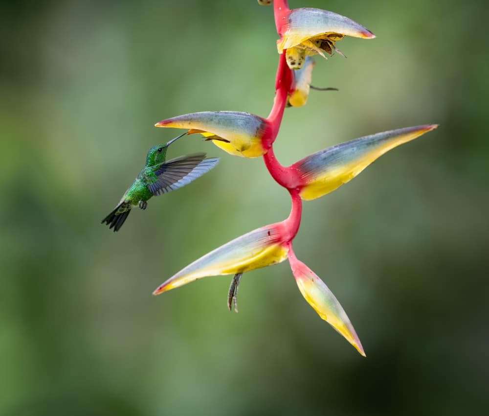 Hummingbird Feeding Heliconia by Xiaojian Huang — canvas wall art