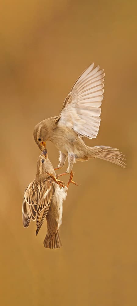 Nurturing Sparrow Flight by Shlomo Waldmann — canvas wall art
