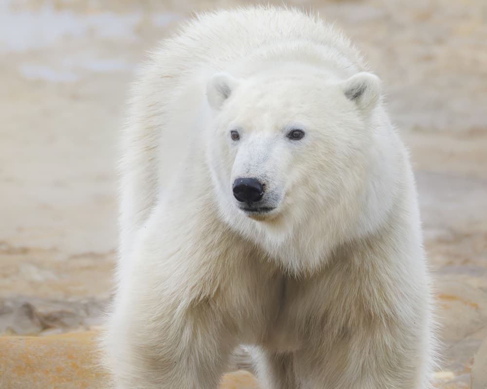 Arctic Polar Bear by Yang Jiao — canvas wall art