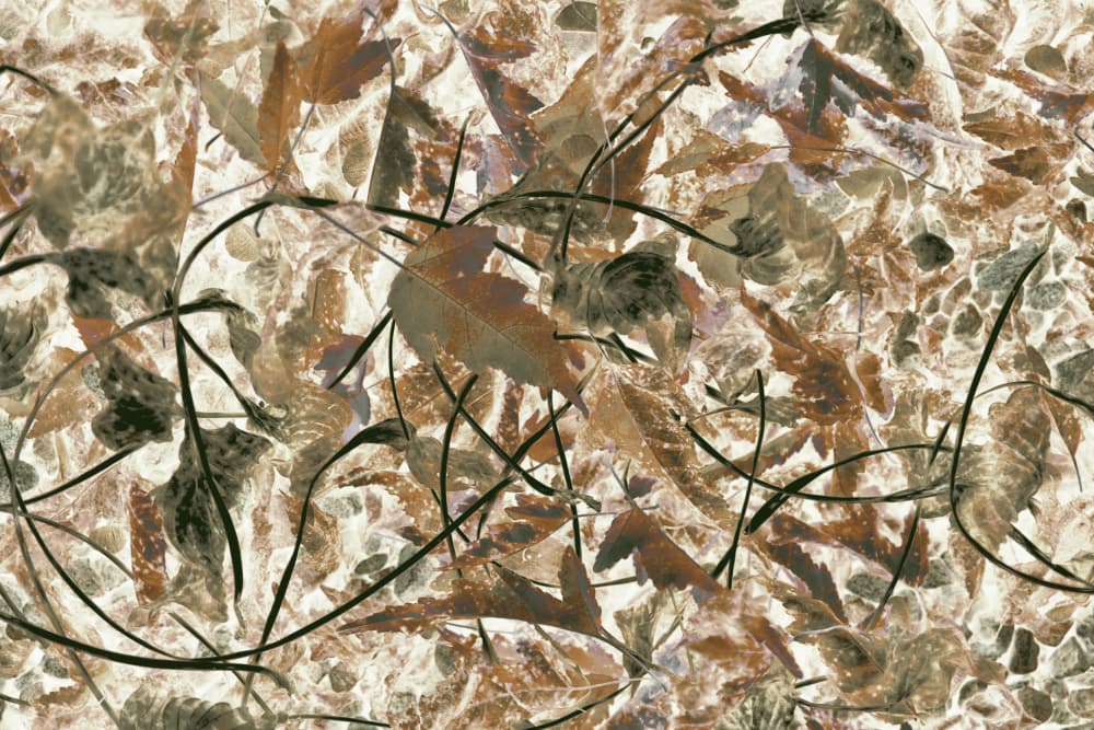 Muted Forest Foliage by Christina Sillen — canvas wall art
