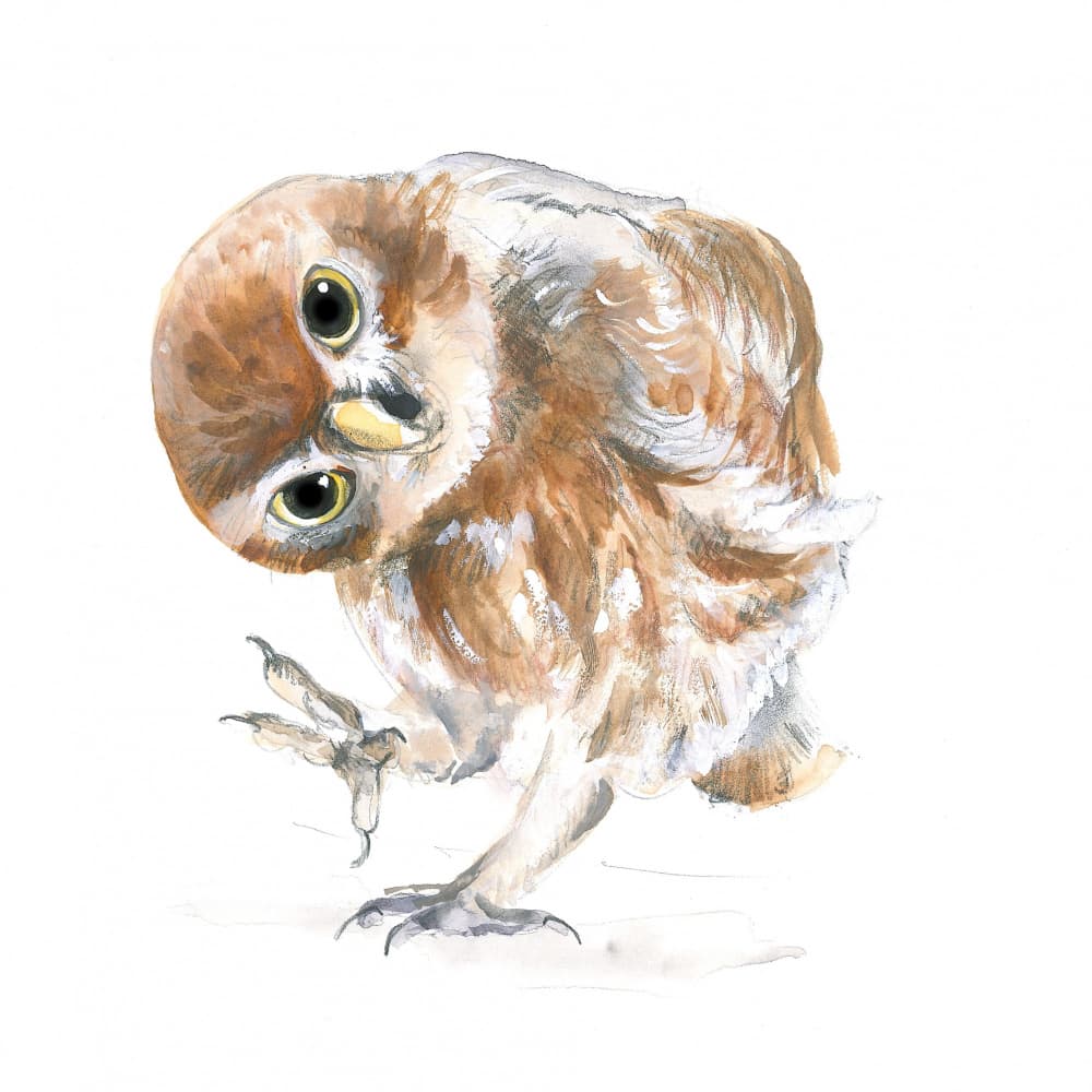 Curious Owl by Isabelle Brent — canvas wall art
