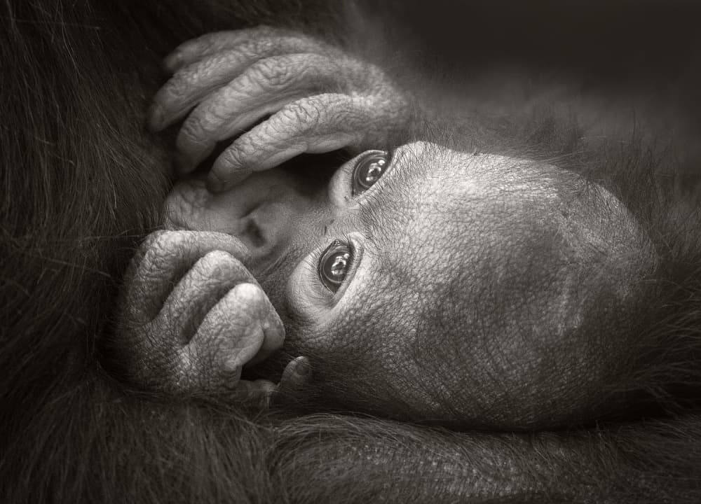 Baby Orangutan Gaze by Carles Just — canvas wall art
