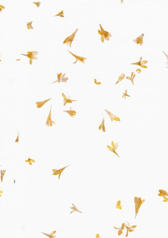 Soft Falling Petals by Santhosh ch — canvas wall art