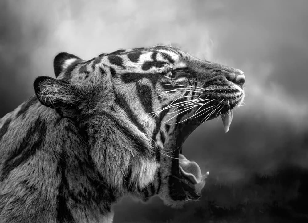 Fierce Tiger Roar by Barbara Fletcher — canvas wall art