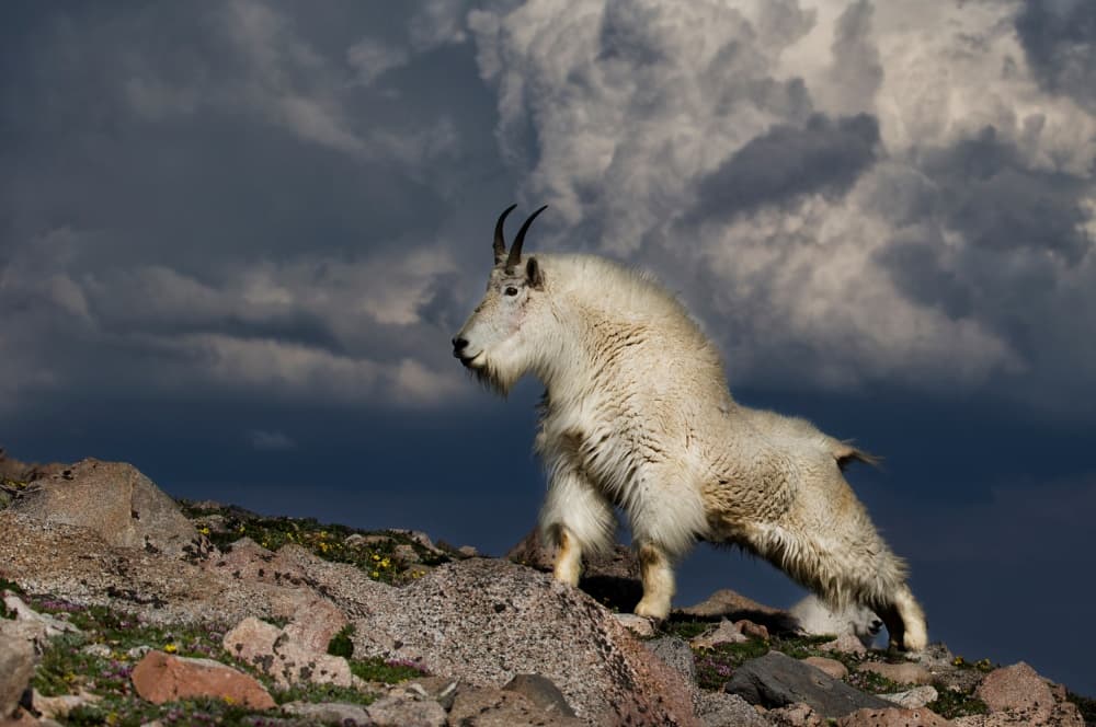 Majestic Mountain Goat by verdon — canvas wall art