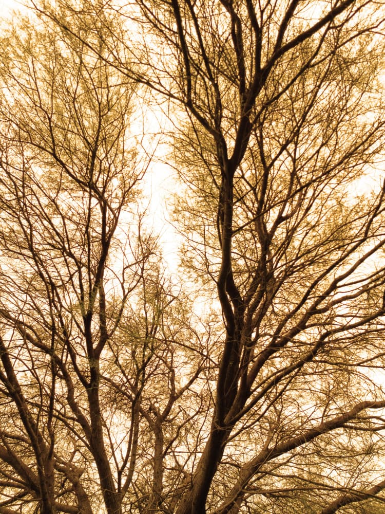 Warm Tree Branches by Santhosh ch — canvas wall art