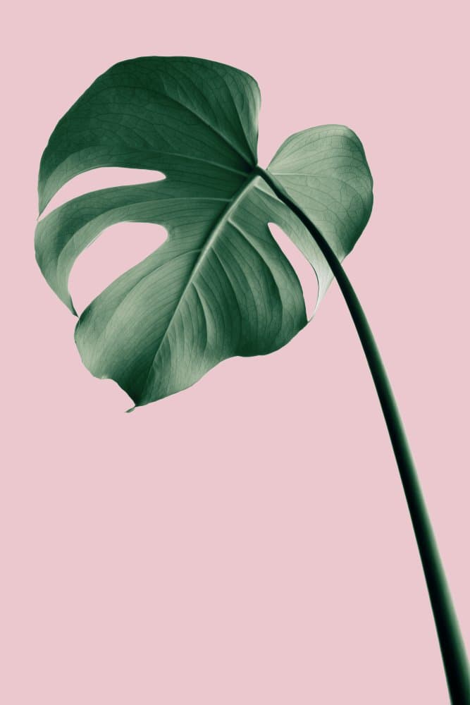 Tropical Pink Monstera by Pictufy Studio III — canvas wall art