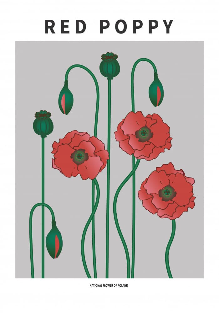 Red Poppy Blooms by Paperago — canvas wall art